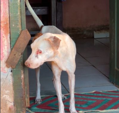 Cão resgatado precisando de cuidados